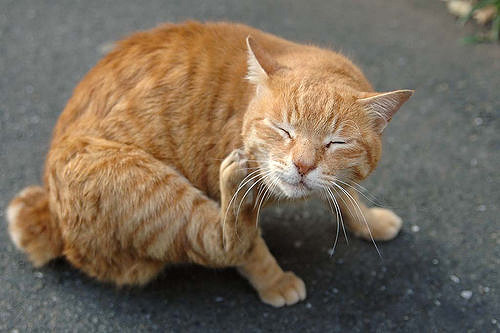 Si vous avez une Cholangite Biliaire Primitive (CBP) et des démangeaisons …