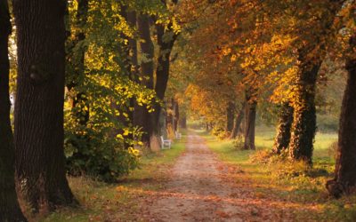 Actualités d&rsquo;albi -Novembre 2019