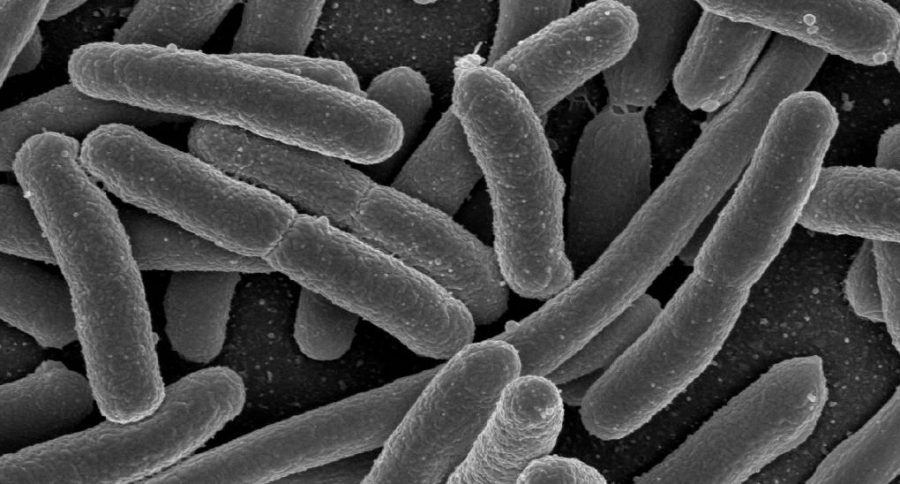 L’attribut alt de cette image est vide, son nom de fichier est EscherichiaColi_NIAID-copie-900x484.jpg.